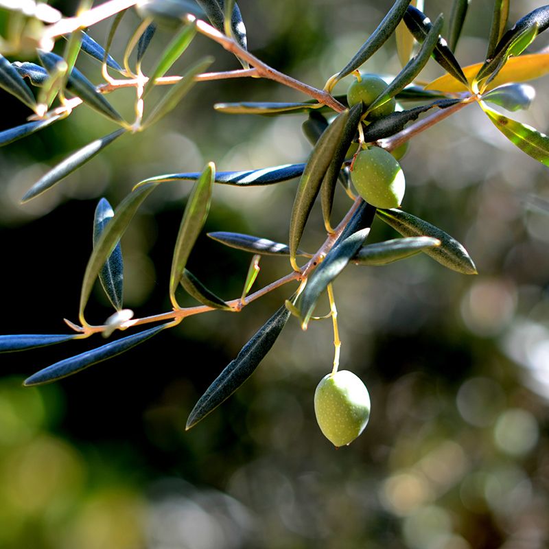 una_aceituna_olivar_gredos_nayana_yoga